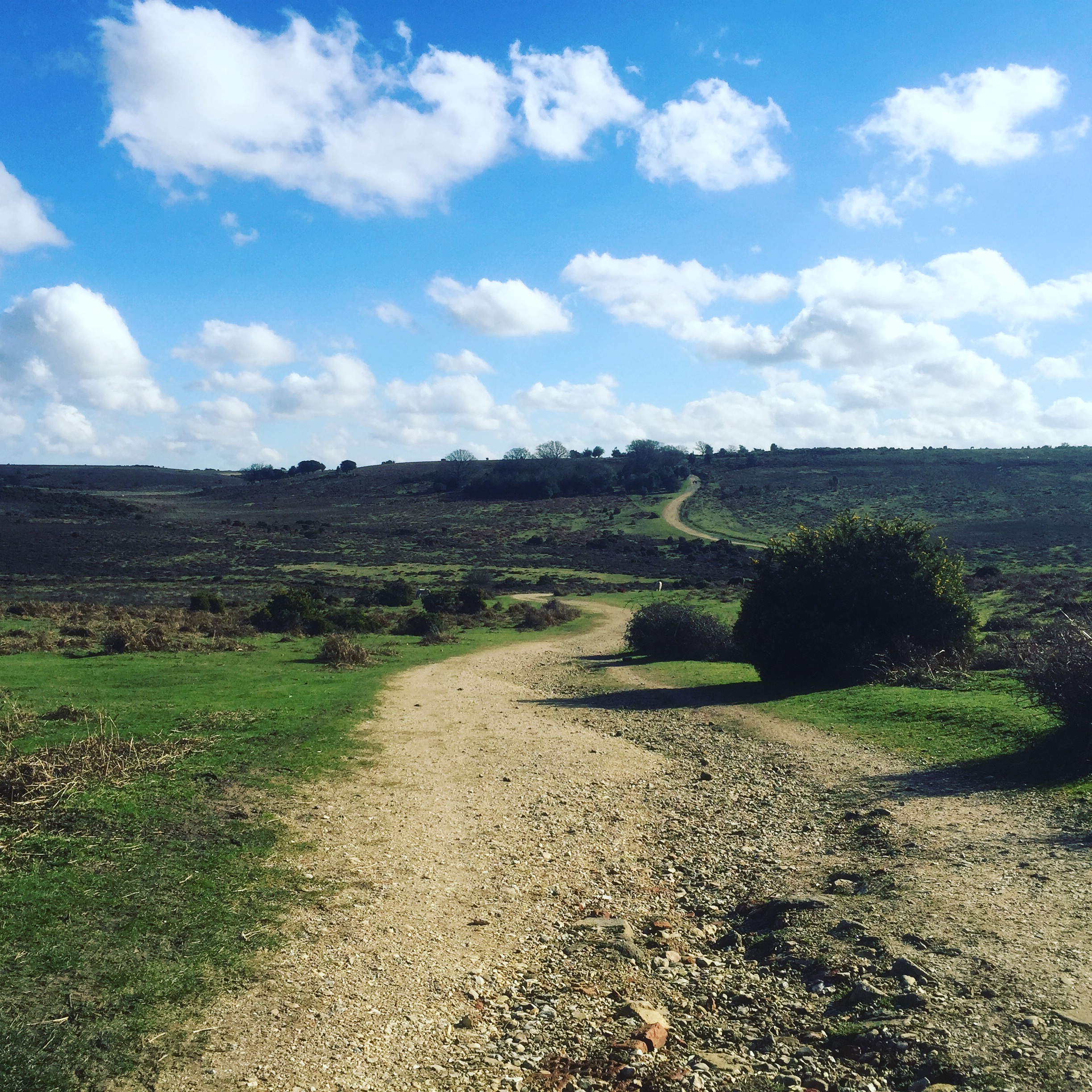 Ashley Heath, New Forest